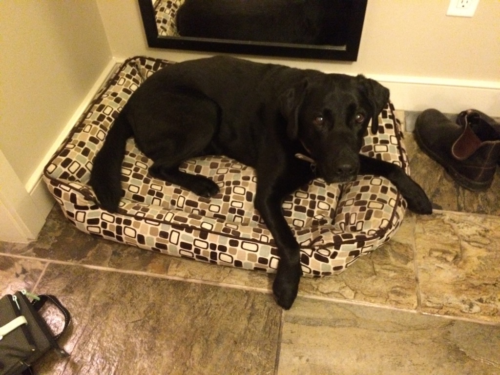 oswego_dog_bed1